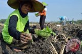 Petani menanam tembakau di Desa Ngale, Kecamatan Pilangkenceng, Kabupaten Madiun, Jawa Timur, Senin (6/7). Pemerintah akan membatasi produksi rokok dalam negeri mulai 2015 menjadi hanya sekitar 260 miliar batang, sejalan dengan 