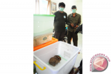 Dua petugas Yayasan Inisiasi Alam rehabilitasi Indonesia (YIARI) berdiri di belakang kotak berisi delapan ekor Kukang (Nycticebus Sp.) hasil sitaan Balai Konservasi Sumber Daya Alam (BKSDA) Kalbar, yang dirawat di Markas Satuan Polisi Hutan Reaksi Cepat (SPORC), di Kabupaten Kubu Raya, Kalbar, Senin (6/7). BKSDA Kalbar menyita delapan ekor Kukang dari ketua komunitas pecinta Kukang berinisial ED dan penjual Kukang berinisial EY dan menetapkan mereka sebagai tersangka, karena telah memiliki dan memperdagangkan Kukang yang merupakan satwa liar yang dilindungi oleh Undang-Undang Nomor 5 tahun 1990 tentang Konservasi Sumber Daya Alam Hayati dan Ekosistemnya. ANTARA FOTO/Jessica Helena Wuysang/15