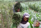 Petani memanen sayur kacang panjang di area persawahan Tulungagung, Jawa Timur, Rabu (8/7). Petani mulai mengkhawatirkan tren penurunan harga sayur kacang panjang, dari sebelumnya di kisaran Rp3.700 per kilogram kini menjadi Rp2.500 per kilogram karena banyak memangkas margin keuntungan pertanian tumpang sari mereka. Antara Jatim/Foto/Destyan Sujarwoko/Oka/15