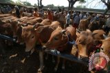 Pedagang menggelar sapi dagangannya, di Pasar Kepo, Pamekasan, Jatim, Sabtu (11/7). Kementerian Perdagangan menginstruksikan kepada para pelaku usaha khususnya produsen daging sapi untuk menjaga harga kebutuhan pokok tersebut pada kisaran Rp89 ribu sampai Rp96 ribu per kilogram mulai H-22 hingga H+2 Hari Raya Idul Fitri 1436 Hijriyah. Antara Jatim/Foto/Saiful Bahri/15