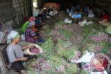 Bojonegoro - Sejumlah pekerja memilih bawang merah di Desa Megale, Kecamatan Kedungadem, Kabupaten Bojonegoro, Jawa Timur, Minggu (12/7). Harga bawang merah di daerah setempat, juga di Nganjuk, yang semula sempat mencapai Rp25.000/kilogram, sejak dua pekan terakhir turun menjadi sekitar Rp12.000/kilogram, disebabkan panen raya. Antara Jatim/Foto/Slamet Agus Sudarmojo/Oka/15. 