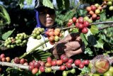 Petani memetik kopi varietas Robusta di perkebunan kopi Desa Gunung Payung, Candiroto, Temanggung, Jateng, Senin (27/7). Petani kopi di kawasan Temanggung mulai melakukan panen raya, saat ini harga biji kopi Robusta basah berkisar Rp5.000-Rp5.500 per kilogram, sedangkan untuk OC (biji kopi kering) berkisar Rp22.000-Rp23.000 per kilogram. ANTARA FOTO/Anis Efizudin/wdy/15.