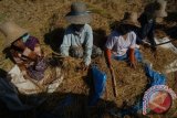 Sejumlah perempuan mengais padi sisa panen, di Pamekasan, Jawa Timur, Selasa (28/7). Dalam sehari mereka bisa mengumpulkan dua hingga empat kilogram gabah. Antara Jatim/Foto/Saiful Bahri/15
