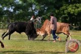 Warga mengadu sapi peliharaannya pada tradisi adu sapi Aceh di Desa Rumpet, Krueng Baruna Jaya, Aceh Besar, Aceh, Senin (27/7). Tradisi adu sapi dilaksanakan sebelum musim tanam atau sesudah masa panen padi telah dilaksanakan sejak zaman Kerajaan Aceh pada abad ke-16 yang bertujuan melatih kekuatan otot dan kepadatan daging sapi jantan. ANTARA FOTO/Irwansyah Putra/ed/foc/15.
