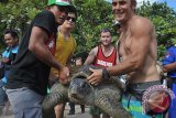 Sejumlah wisatawan menggotong Penyu Hijau (Chelonia Mydas)  yaitu hasil sitaan polisi dan BKSDA Bali dari penyelundupan, saat pelepasan kembali satwa langka itu di Pantai Kuta, Bali, Kamis (30/7).Sebanyak 8 ekor penyu yang diselundupkan dari Madura ke Bali sekitar bulan Juni 2015 dilepaskan kembali ke habitatnya dengan melibatkan wisatawan di Pantai Kuta. ANTARA FOTO/Nyoman Budhiana/i018/2015.