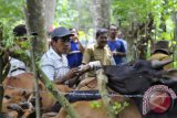 Petugas kesehatan hewan memberikan suntikan Vaksin SE  tehadap ternak sapi petani di kawasan Desa Lamteba, Kabupaten Aceh Besar, Aceh, Kamis (30/7). Sejumlah ternak sapi di kawasan perbukitan itu, terserang penyakit Tympani dan Gorok yang  disebabkan oleh bakteri karena ternak sapi tidak memiliki kandang yang memadai. ACEH.ANTARANEWS.COM/Ampelsa/15