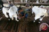 Peternak memerah susu kambing jenis etawa di Lamnyong, Darussalam, Aceh Besar, Aceh, Kamis (30/5). Permintaan susu kambing di Provinsi Aceh mengalami peningkatan namun hasil produksi masih sangat minim. ANTARA FOTO/Irwansyah Putra/foc/ss/15.