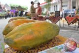 Pengunjung berada di sekitar stand lomba gedhe-gedhean buah pepaya di halaman Pusat Pemerintahan Kabupaten Madiun, Jawa Timur, Selasa (4/8). Lomba dengan pemilihan buah pepaya terbesar tersebut untuk mendorong petani agar lebih giat menanam pepaya. Antara Jatim/Foto/Siswowidodo/15