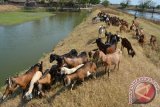 Seorang peternak mengembala kambing di Kampung Kambing Oro-oro Sawohan, Buduran, Sidoarjo, Jawa Timur, Kamis (6/8). Warga menginvestasikan uangnya dalam bentuk hewan ternak seperti kambing atau sapi, karena investasi hewan ternak dapat dijual sewaktu-waktu apabila ada kebutuhan yang mendesak, serta harga jual hewan ternak stabil dan cenderung naik terutama Idul Adha. Antara Jatim/Umarul Faruq/Zk/15

