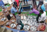 Nelayan membongkar hasil tangkapan ikan di Terminal Pelabuhan Lampulo, Banda Aceh, Sabtu (8/8). Cuaca buruk yang disertai angin kencang dan gelombang tinggi, mengakibatkan hasil tangkapan nelayan berkurang, sehingga mempengaruhi  harga penawaran ikan naik drastis dari Rp300.000 menjadi Rp400.000 perkeranjang menurut jenisnya. ACEH.ANTARANEWS.COM/Ampelsa/15
