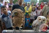 Pengunjung menyaksikan burung hantu (Ninox scutulata) di arena Car Free Day (CFD) di Pamekasan, Jawa Timur, Minggu (9/8). Burung hantu merupakan anggota ordo Strigiformes dan termasuk burung buas serta merupakan hewan malam (nokturnal) yang dilindungi karena termasuk satwa langka. Antara Jatim/Saiful Bahri/zk/15
