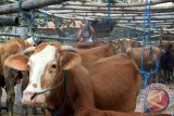 Pedagang mengikat sapi-sapi dagangannya untuk dijual di Pasar Hewan Beji, Tulungagung, Jawa Timur, Selasa (11/8). Harga daging sapi hidup di pasaran hewan setempat saat ini mengalami kenaikan tipis, dari sebelumnya Rp40 ribu per kilogram pada pekan lalu kini menjadi Rp42 ribu per kilogram, dengan asumsi bobot minimal sapi 5 kuintal (500 kilogram). Antara Jatim/Foto/Destyan Sujarwoko/15