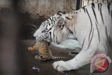 Harimau Bengala (Panthera Tigris Tigris) yang bernama Kartini membawa salah satu dari dua anaknya yang berumur 10 hari di Bali Zoo, Gianyar, Rabu (12/8). Anak harimau langka tersebut merupakan dua dari 13 ekor yang telah berhasil dikembangbiakkan di lembaga konservasi tersebut sejak tahun 2005. ANTARA FOTO/Nyoman Budhiana/i018/2015.