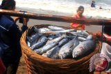 Nelayan memikul keranjang isi penuh ikan hasil tangkapannya di Teluk Sine, Tulungagung, Jawa Timur, Minggu (16/8). Angin kencang dan ombak besar yang terjadi selama sepekan terakhir menyebabkan hasil tangkapan nelayan setempat turun drastis, dari biasanya 15-20 keranjang (dua ton) dalam sepekan melaut kini hanya lima keranjang atau sekitar lima kuintal. Antara Jatim/Foto/Destyan Sujarwoko/15