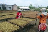 Bojonegoro - Dua pekerja menjemur tembakau Jawa di Desa Temayang, Kecamatan Temayang, Kabupaten Bojonegoro, Jawa Timur, Senin (17/8). Pengaruh 