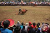 Peserta memacu sapi kerapan saat mengikuti perlombaan Kerapan Sapi Sakera 2015 di Lapangan Sambisirah, Pasuruan, Jawa Timur, Selasa (18/8). Kerapan Sapi tersebut diikuti oleh 16 peserta dari berbagai daerah dalam rangka memperingati HUT ke-70 kemerdekaan RI. Antara Jatim/Moch Asim/Zk/15