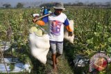 Petani memanen buah melon untuk dikirim ke Jakarta dan Bali dengan harga Rp5.000 per kilogram di desa Geneng, Ngawi, Jawa Timur, Jumat (21/8). Petani di kawasan tersebut mengaku minimnya intensitas hujan dan cuaca kering justru membuat produksi melon meningkat hingga dua kali lipat yakni dari 30 ton menjadi 60 ton per hektare. Antara Jatim/Ari Bowo Sucipto/zk/15.