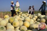Petani memanen buah melon untuk dikirim ke Jakarta dan Bali dengan harga Rp5.000 per kilogram di desa Geneng, Ngawi, Jawa Timur, Jumat (21/8). Petani di kawasan tersebut mengaku minimnya intensitas hujan dan cuaca kering justru membuat produksi melon meningkat hingga dua kali lipat yakni dari 30 ton menjadi 60 ton per hektare. Antara Jatim/Ari Bowo Sucipto/zk/15.