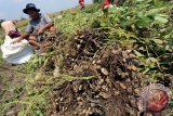 Petani mencabut kacang tanah saat panen di lahan perkebunan kawasan Bendo, Blitar, Jawa Timur, Minggu (23/8). Harga kacang tanah di tingkat petani didaerah tersebut naik mencapai Rp10.700 perkilogramnya dari sebelumnya hanya berkisar antara Rp10 ribu perkilogram. Antara Jatim/Irfan Anshori/Zk/15