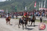 Sejumlah joki memacu kuda menuju garis akhir pada lomba pacuan kuda tradisional Gayo di Lapangan Hasan Gayo Desa Blang Beubangka, Pegasing, Aceh Tengah, Aceh, Minggu (23/8). Sebanyak 330 ekor kuda yang mengikuti agenda rutin pacuan kuda tradisional dari Kabupaten Aceh Tengah, Bener Meriah dan Gayo Lues dalam rangka memeriahkan HUT Kemerdekaan RI ke-70 di Aceh. ANTARA FOTO/Syifa Yulinnas/wdy/15.