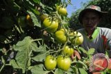 Petani memanen tomat di Pamekasan. Jawa Timur, Senin (24/8). Dalam sepekan terakhir harga tomat di tingkat petani di daerah itu naik dari Rp500 menjadi Rp1.000 per kilogram dampak dari gagal panen tomat karena dampak kekeringan di sejumlah wilayah lainnya. ANTARA FOTO/Saiful Bahri/wdy/15.