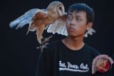 Anggota komunitas burung hantu bercanda dengan burung hantu miliknya di Alun-alun Caruban, Kabupaten Madiun, Jawa Timur, Mnggu (23/8). Di Madiun ada sejumlah pemilik burung hantu yang membentuk Komunitas Burung Hantu Madiun (Kubuhama). Antara Jatim/Foto/Siswowidodo/15