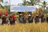 Bupati Lambar: Ketahanan pangan tujuan pembangunan pertanian