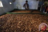Seorang pekerja mengolah biji pinang kering di Banyuwangi, Jawa Timur, Sabtu (29/8). Minimnya pasokan biji pinang dari petani saat memasuki akhir musim seperti saat ini menjadikan harga pinang yang akan di kirim ke Papua tersebut memgalami kenaikan harga dari Rp20 ribu menjadi Rp25 ribu per kilogram. Antara Jatim/ Budi Candra Setya/15.
