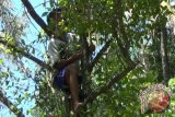 Tanaman cengkeh asli Merapi terancam punah