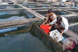 Petambak memindahkan bibit ikan kerapu tiger di keramba apung, Teluk Pulau Simeulue, Kabupaten Simelue, Aceh, Rabu (2/15). Budidaya ikan kerapu salah satu komoditi andalan sektor perikanan Pulau Sumelue, karena  potensi perairannya berteluk, pulau kecil serta terdapat banyak bibit kerapu alam yang dapat dikembangkan dalam keramba apung. ACEH.ANTARANEWS.COM/Ampelsa/15