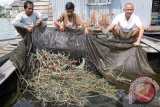 Petambak memanen udang lobster jenis bambu di salah satu usaha  penampungan Pulau Simeulue, Kabupaten Simeulue, Aceh, Rabu (2/9). Permintaan udang lobster untuk pasar luar negeri menurun, sementara harga lobster di tingkat penampung tidak terpengaruhi kurs dolar, yakni Rp260.000 - Rp280.000 perkilo.ACEH.ANTARANEWS.COM/Ampelsa/15