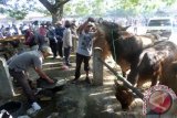 Bojonegoro - Seorang pekerja memberi minum sapi di Pasar Hewan Kabupaten Bojonegoro, Jawa Timur, Kamis (3/9). Harga sapi di pasar hewan setempat, naik berkisar Rp500-Rp1 juta, karena meningkatnya permintaan menjelang Hari Raya Idul Adha tahun ini. Antara Jatim/Foto/Slamet Agus Sudarmojo. 