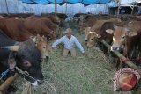 Pekerja memberi makan sapi di tempat penjualan sapi kurban di Surabaya, Jawa Timur, Rabu (2/9). Menurut Dinas Peternakan Jawa Timur persediaan sapi terutama menjelang Idul Adha 1436 Hijriyah dipastikan aman karena kebutuhan sapi di jawa timur berkisar 450 ribu sampai 500 ribu ekor per tahunnya namun serapannya baru mencapai 40 persen. (ANTARA FOTO/Didik Suhartono)
