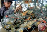 Pedagang memperlihatkan kepiting bakau jenis Scylla serrata dan Kelapa yang dijual Rp130 ribu perkilogram di kawasan Muara Cunda, Lhokseumawe, Provinsi Aceh. Jumat (4/9). Kepiting Bakau jenis kepiting scylla serrata dan jenis kepiting scylla oceanica, Kepiting Scylla transquebarica merupakan komoditi ekspor Kepiting Aceh untuk memenuhi permintaan luar negeri, terutama Taiwan dan Hongkong. ANTARA FOTO/Rahmad/nz/15