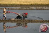 Petani membajak sawah menggunakan traktor bantuan Kementerian Pertanian (Kementan) di desa Kewadungan, Kediri, Jawa Timur, Sabtu (5/9). Menjelang musim tanam padi petani dapat menggarap sawah lebih cepat berkat bantuan traktor dari kementan sejumlah 3000 buah yang tersebar se Jawa Timur. Antara Jatim/Prasetia Fauzani/Zk/15