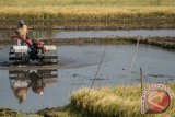 Petani membajak sawah menggunakan traktor bantuan Kementerian Pertanian (Kementan) di desa Kewadungan, Kediri, Jawa Timur, Sabtu (5/9). Petani di daerah tersebut dalam setahun mampu menanam padi sampai tiga kali berturut-turut berkat adanya saluran irigasi yang baik dan ditunjang dengan alat-alat pertanian yang memadai. Antara Jatim/Prasetia Fauzani/Zk/15