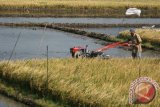 Petani membajak sawah menggunakan traktor bantuan Kementerian Pertanian (Kementan) di desa Kewadungan, Kediri, Jawa Timur, Sabtu (5/9). Petani di daerah tersebut dalam setahun mampu menanam padi sampai tiga kali berturut-turut berkat adanya saluran irigasi yang baik dan ditunjang dengan alat-alat pertanian yang memadai. Antara Jatim/Prasetia Fauzani/Zk/15