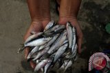 Pedagang memperlihatkan ikan Depik (Rasbora Tawarensis) di Desa Kebayakan, Takengon, Aceh Tengah, Aceh, Minggu (6/9). Permintaan ikan depik tetap stabil namun hasil tangkapan nelayan menurun sehingga harganyapun naik dari Rp. 15.000-20.000 per 1 Katok (250 gram) nya menjadi Rp. 30.000-35.000 per 1 katok. ACEH.ANTARANEWS.COM/Rizky Pinossa/Irp/15