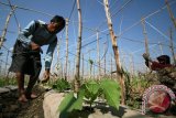 Petani mengikat tanaman Gambas berumur 1 minggu pada bilah bambu sebagai media rambat di area persawahan Desa Paron, Kediri, Jawa Timur, Senin (7/9). Petani di daerah tersebut pada musim kemarau lebih memilih menanam Gambas karena tidak membutuhkan banyak air dalam perawatannya. ANTARA FOTO/Prasetia Fauzani/wdy/15.