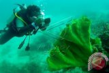 Sulsel siapkan KEK Selayar dukung program Ekowisata