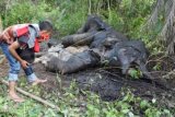 Seorang warga melihat seekor gajah Sumatera (Elephas Maximus Sumatrensis) betina yang mati, di area Perkebunan Sawit PT Bumi Flora Desa Jamboe Reuhat, Kecamatan Aceh Timur, Aceh, Senin (7/9). Menurut keterangan Balai Konservasi Sumber Daya Alam (BKSDA) Aceh, dalam kurun waktu Januari sampai dengan September 2015 sebanyak tiga ekor gajah Sumatera yang mati di Aceh akibat konflik dengan manusia. ANTARA FOTO/Syifa Yulinnas/ama/15.