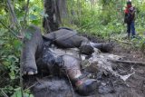 Seorang warga melihat seekor gajah Sumatera (Elephas Maximus Sumatrensis) betina yang mati, di area Perkebunan Sawit PT Bumi Flora Desa Jamboe Reuhat, Kecamatan Aceh Timur, Aceh, Senin (7/9). Menurut keterangan Balai Konservasi Sumber Daya Alam (BKSDA) Aceh, dalam kurun waktu Januari sampai dengan September 2015 sebanyak tiga ekor gajah Sumatera yang mati di Aceh akibat konflik dengan manusia. ANTARA FOTO/Syifa Yulinnas/ama/15.