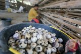 Peternak sedang memanen telur puyuh dari kandang di sentra peternakan puyuh di Sanan Kulon, Blitar, Jawa Timur, Rabu (9/9). Peternak didaerah tersebut mengeluhkan harga jual telur puyuh yang terus menurun antara Rp500 hingga Rp1000 tiap minggunya menjadi Rp19.500 hingga Rp19 ribu perkilogram. sementara harga pakan terus naik antara Rp2 ribu hingga Rp2.500 perkilogramnya. Antara Jatim/Irfan Anshori/Zk/15