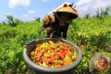 Seorang petani memanen cabai rawit di perkebunan Purwoharjo, Banyuwangi, Jawa Timur, Kamis (10/9). Harga cabai rawit ditingkat petani berangsur turun dari biasanya Rp50 ribu per kilogram menjadi Rp35 ribu perkilogram, yang disebabkan malainya musim panen di sejumlah daerah. Antara Jatim/ Budi Candra Setya/zk/15.