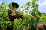 Seorang petani memanen cabai rawit di perkebunan Purwoharjo, Banyuwangi, Jawa Timur, Kamis (10/9). Harga cabai rawit ditingkat petani berangsur turun dari biasanya Rp50 ribu per kilogram menjadi Rp35 ribu perkilogram, yang disebabkan malainya musim panen di sejumlah daerah. Antara Jatim/ Budi Candra Setya/15.