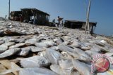 Warga menjemur ikan laut di Branta Pesisir, Pamekasan, Jawa Timur, Jumat (11/9). Ikan kering berbagai jenis naik dari mulai Rp2.500 hingga Rp10 ribu per kg karena dalam beberapa hari terakhir tangkapan nelayan menurun hingga 50 persen akibat musim angin. Antara Jatim/Saiful Bahri/zk/15