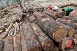 Pekerja mengumpulkan kayu hasil tebangan di kawasan hutan yang dikelola Perum Perhutani di Tulungagung, Jawa Timur, Minggu (13/9). Perhutani Jatim menurunkan target produksi kayu menjadi 400 ribu meter kubik pada kurun tahun anggaran 2015 dibanding capaian produksi tahun 2014 yang mencapai 425 ribu meter kubik. Antara Jatim/Destyan Sujarwoko/zk/15