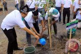 upati Banyuwangi Abdulah Azwar Anas (kiri) bersama Direktur Pelindo III Djarwo Surjanto (tengah) menanam pohon di Pantai Boom, Banyuwangi, Jawa Timur, Sabtu (12/9). Penanaman pohon tersebut sebagai rangkaian acara dimulainya pembangunan Dermaga Marina Boom Banyuwangi yang ramah lingkungan. Antara Jatim/Budi Candra Setya/zk/15.