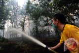 Seorang petugas pemadam kebakaran menyemprotkan air ke lahan gambut yang terbakar, di Jalan Perdana, Pontianak, Kalbar, Senin (14/9). Walaupun Polda Kalbar sudah mengeluarkan Maklumat Kepolisian No Mak/01/VII/2015/Polda Kalbar tentang larangan pembakaran hutan dan kebun, dengan ancaman hukuman penjara minimal 3 tahun dan maksimal 10 tahun penjara serta denda 15 miliar rupiah, namun hingga kini masih terjadi pembakaran lahan gambut yang dilakukan secara sengaja di wilayah Kalbar. ANTARA FOTO/Jessica Helena Wuysang/15