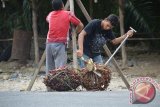 Musliadi, pedagang Sawit keliling, warga Desa Ie Mirah, Babahrot, Aceh Barat Daya, Aceh, sedang memotong Tangkai Tandan Buah Segar untuk ditimbang, Senin (14/9). Menurut pedagang itu, harga TBS Minggu lalu dibeli pada tingkat petani dengan harga Rp. 800 per kilogram, namun, sejak dua hari terakhir ini, harga pembelian naik menjadi Rp. 900 per kilogram. (ACEH.ANTARANEWS/Suprian)
     